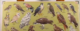 Roofvogels
