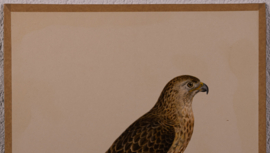 Buizerd