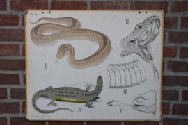 Slang hagedis kameleon