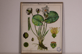 Botanisch  3