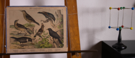 Schreiber Pestvogel, Beflijster