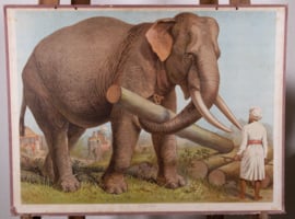 Indische Olifant