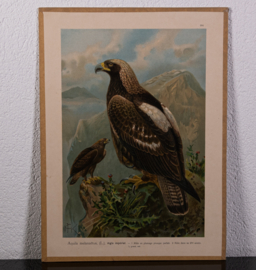 Keizerarend  Litho