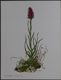 3 Schoolplaatjes    Botanisch  8