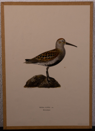 Bonte Strandloper Litho