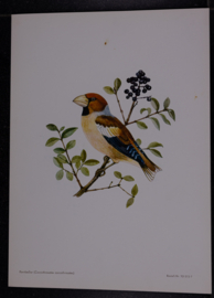 Beschermde vogels