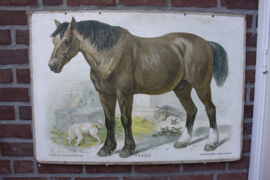 Paard