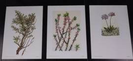 6 plaatjes Botanisch