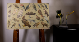 Roofvogels