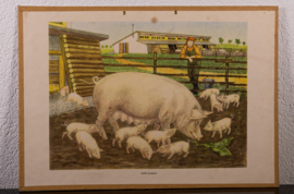 Varkens
