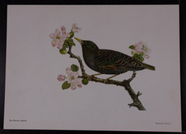 Beschermde vogels
