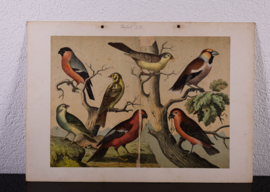 Schreiber Pestvogel, Beflijster, Goudvink en Appelvink