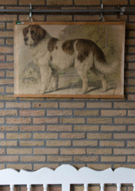 Hond Bernardshond