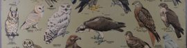 Roofvogels