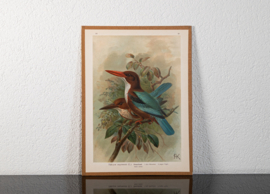 Smyrna IJsvogel