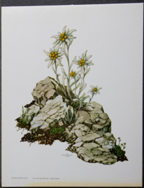 4 Schoolplaatjes    Botanisch  7