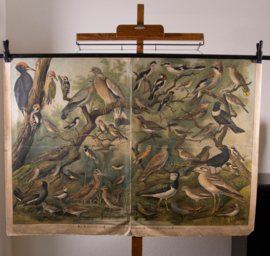 Vogels oa specht Vlaamse gaai