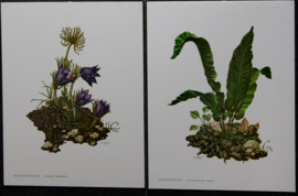4 Schoolplaatjes    Botanisch  5