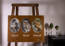 Buizerd Steenuil Torenvalk