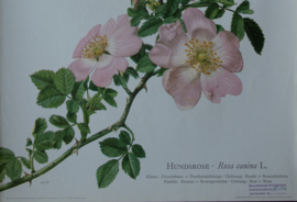 Hondsroos
