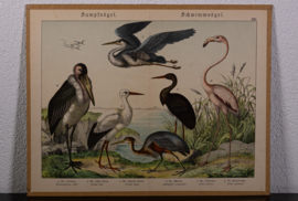 Schreiber Ooievaar en Flamingo