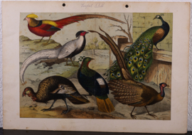 Schreiber Pauw, Goudfazant, Struisvogel en Kasuaris
