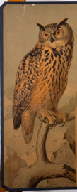 Uil - Uilen