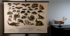 Kleine zoogdieren
