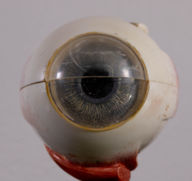 Oog 21 cm