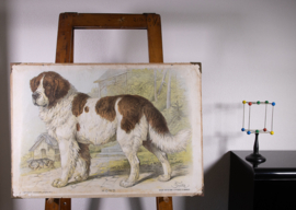 Hond Bernardhond