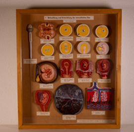 Vintage oude school vitrine kast  - Zwangerschap 2   .