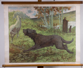 Herder schapen
