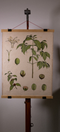 Koffie Litho