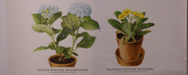 Ziekten aan sierplanten