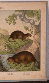 Schreiber  Haas Konijn