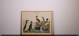 Schreiber Fuut Pinguin