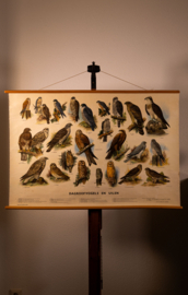 Dagroofvogels en uilen