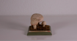 Agaricus (Psalliota) Compester