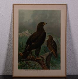 Grote Bonte Arend  Litho