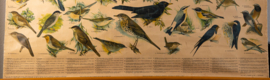 Zangvogels
