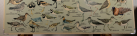 Strandlopers en weidevogels