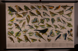 Zangvogels