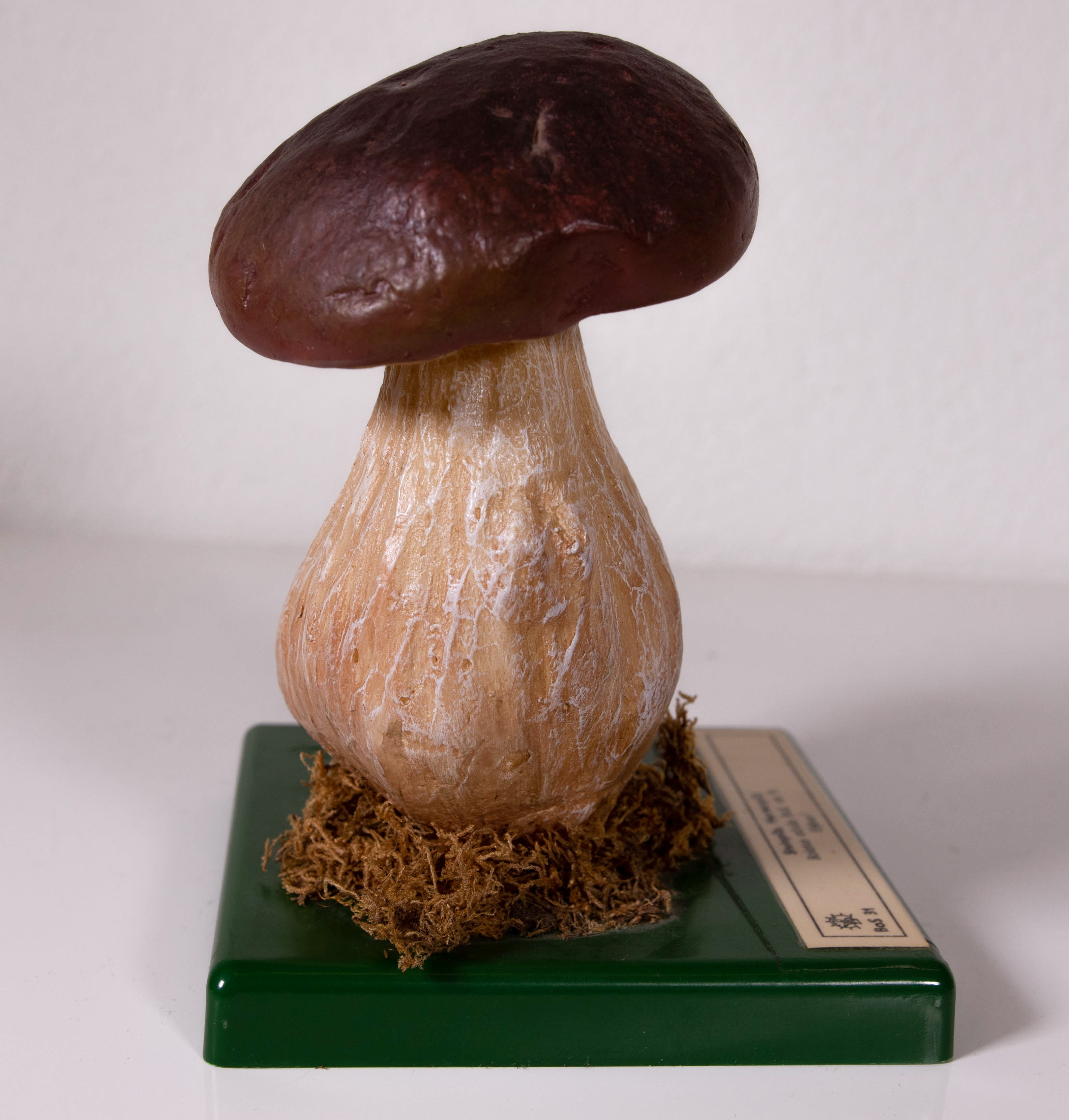 Boletus Edulis Bull