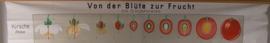 Van bloesem tot vrucht