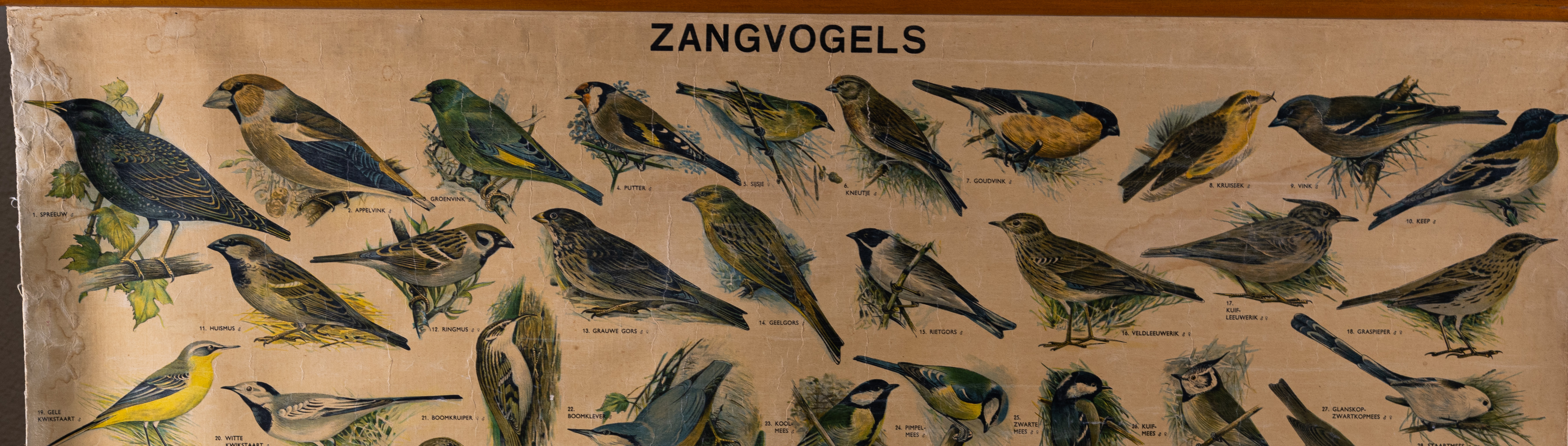 Zangvogels