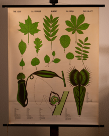 Het blad
