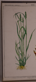 Botanisch  5