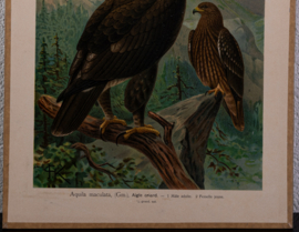 Grote Bonte Arend  Litho