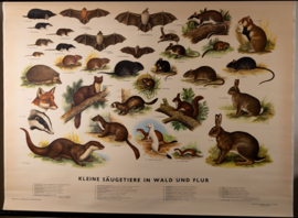 Kleine zoogdieren