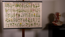 Bos en waterplanten planten